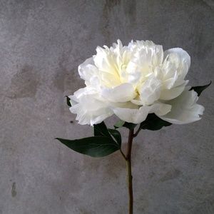 Meet your Posher, Serene